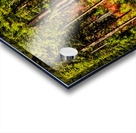 9395 Forest panorama Acrylic print