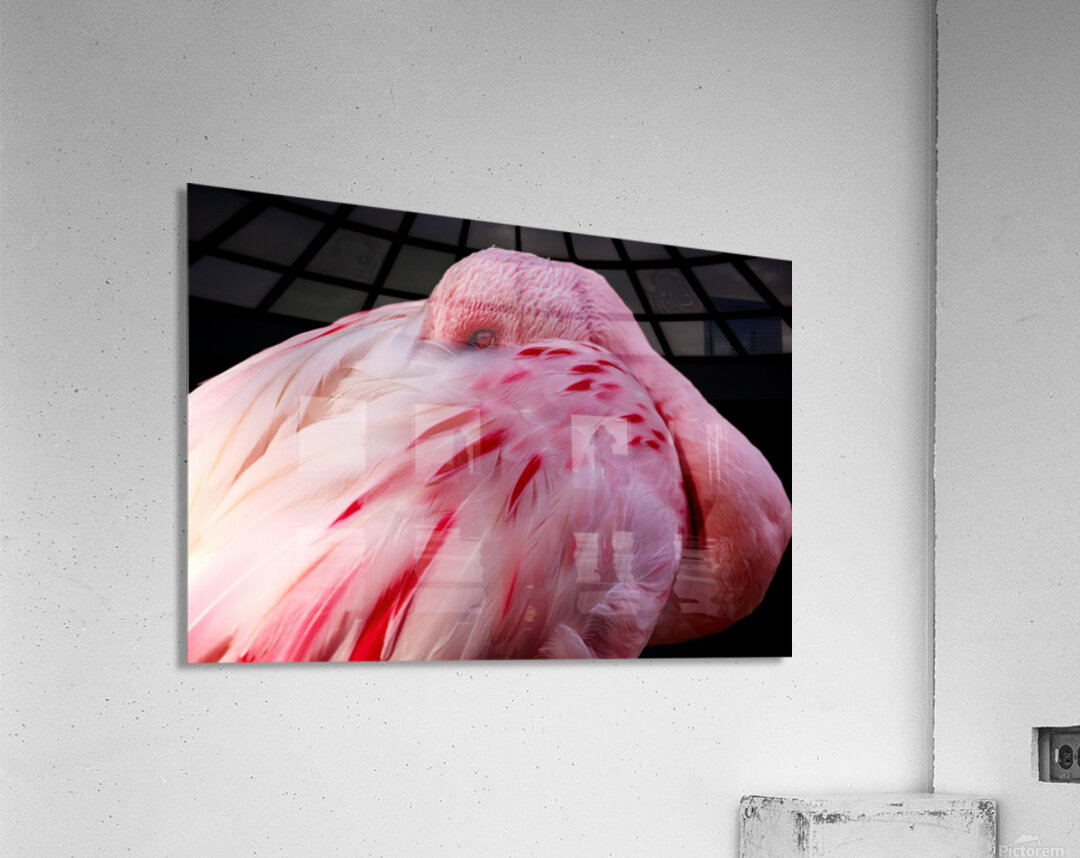 0212 Flamingo Acrylic Print