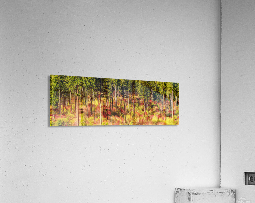9395 Forest panorama Acrylic Print