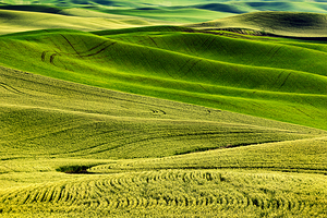 SLP0304 Palouse