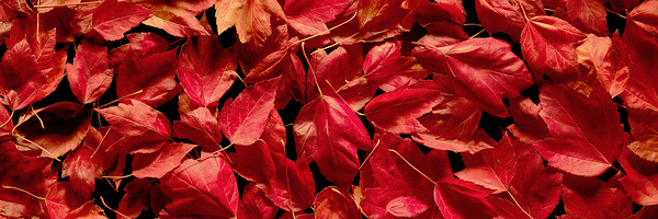 Autumn Red Leaf Panorama by Searching Lens Photography
