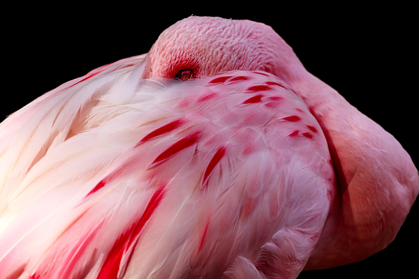 0212 Flamingo by Searching Lens Photography