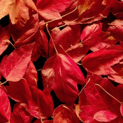 Autumn Red Leaf Panorama