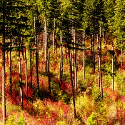 9395 Forest panorama