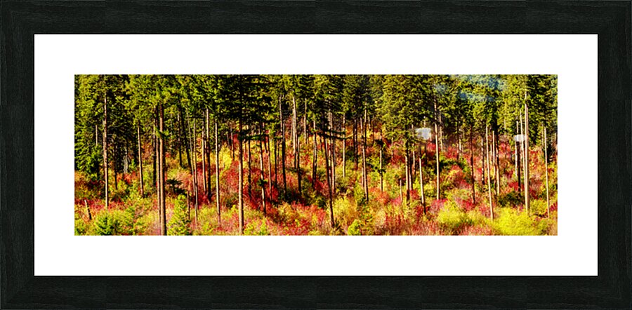 9395 Forest panorama Picture Frame print